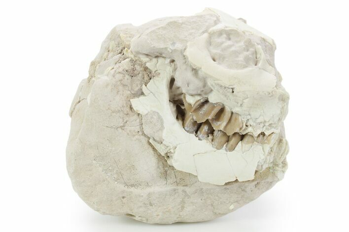 Bargain, Fossil Oreodont (Leptauchenia) Skull - South Dakota #355968